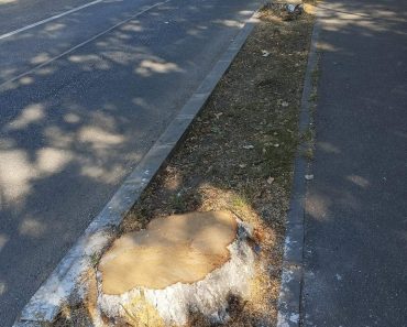 În timp ce alte oraşe plantează, la Câmpina se defrişează! Primarul Alin Moldoveanu, acuzat că a tăiat, fără motiv, copacii de langă Fibec