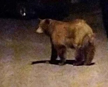 Primăria Câmpina organizează patrule de noapte din cauza urșilor și solicită modificarea legislației