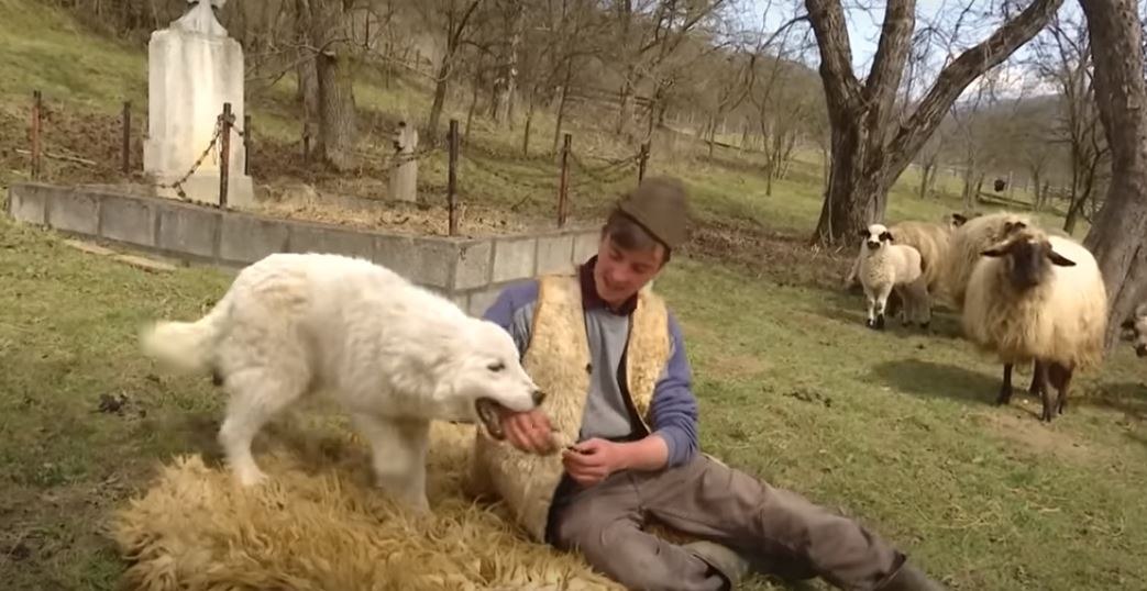 Povestea ciobanului român care a fost la muncă în Germania. De ce nu vrea să mai audă de munca peste hotare: „Să meargă alții”