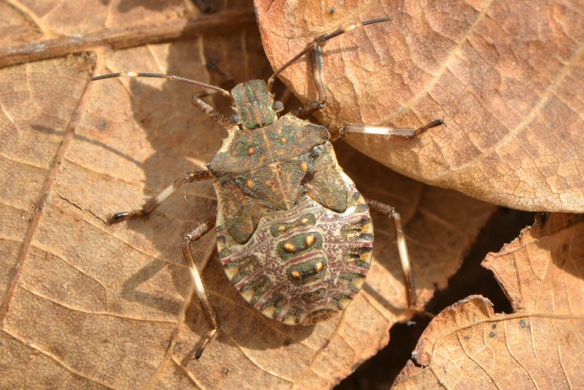 Cum să ții departe Halyomorpha halys, insecta cu miros neplăcut care a invadat casele românilor