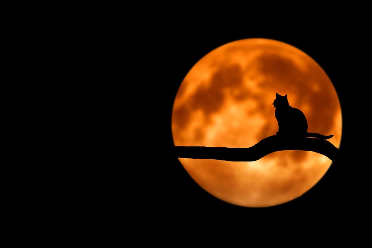 Horoscop de Halloween, 31 octombrie 2024. Doi dintre nativi vor avea, astăzi, schimbări drastice în viață Horoscop de Halloween, 31 octombrie 2024. Doi dintre nativi vor avea, astăzi, schimbări drastice în viață