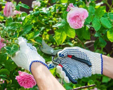 Ce pun turcii la rădăcina trandafirilor la final de noiembrie. Îi protejează de frig, iar la anul vor înflori spectaculos