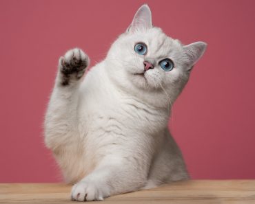 Singurele 5 cuvinte pe care pisica le înțelege. Își dă seama exact ce vrei atunci când le rostești Singurele 5 cuvinte pe care pisica le înțelege. Își dă seama exact ce vrei atunci când le rostești