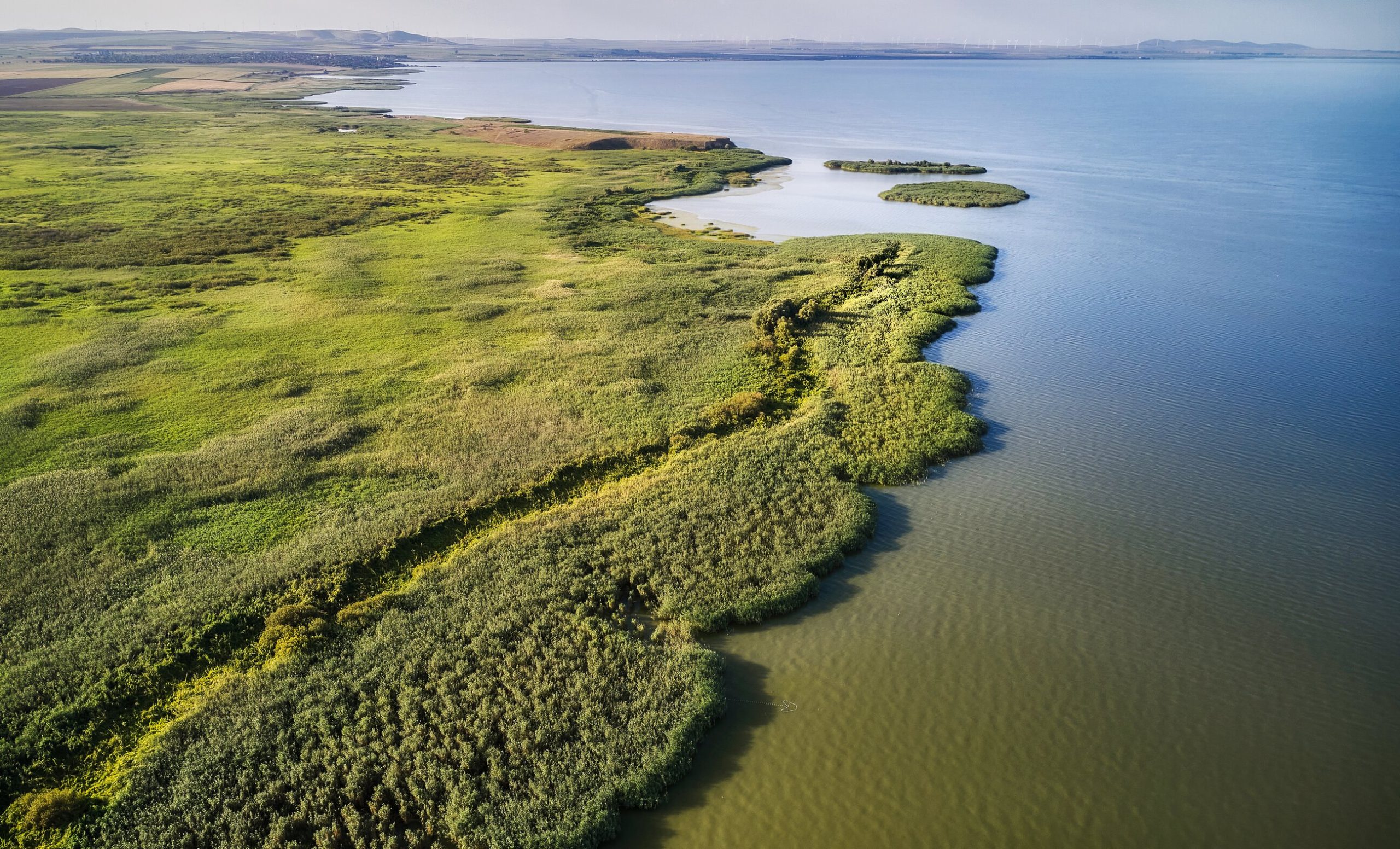 Animalul rar care a ajuns la noi în țară din Ungaria. Este un prădător de temut și poate distruge ecosistemul din Delta Dunării