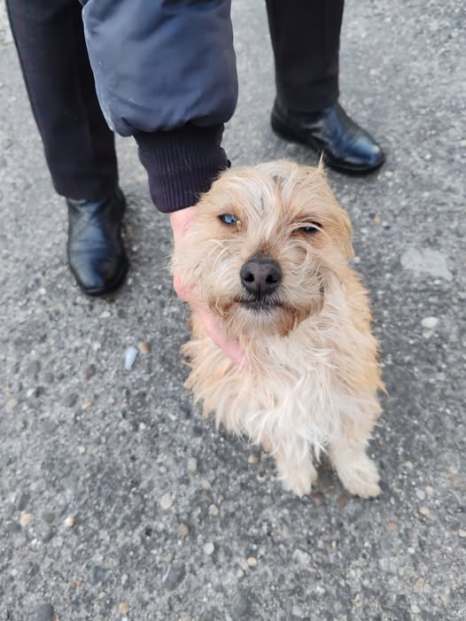 Cățeluș pierdut în Ploiești