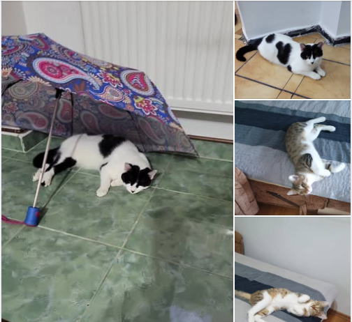 Pisicuțe pierdute în Ploiești