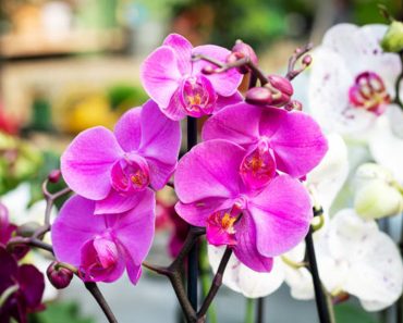 9 plante care îți vor aduce noroc și care îți vor umple casa cu energie bună. Talismane verzi naturale pentru locuința ta