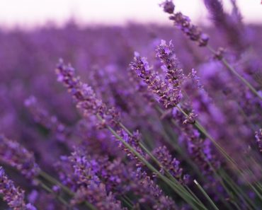 Cum să crești un copac de lavandă care va înflori ani și ani. Trucuri dovedite de la cei mai buni grădinari