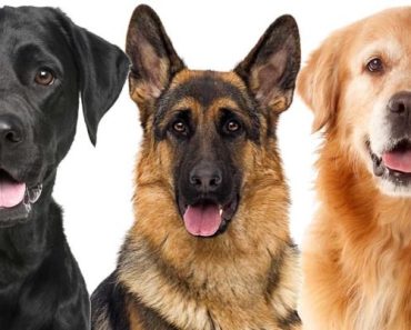 Care este cea mai nobilă și rară rasă de câine din lume. Era considerat un zeu pe pământ Care este cea mai nobilă și rară rasă de câine din lume. Era considerat un zeu pe pământ