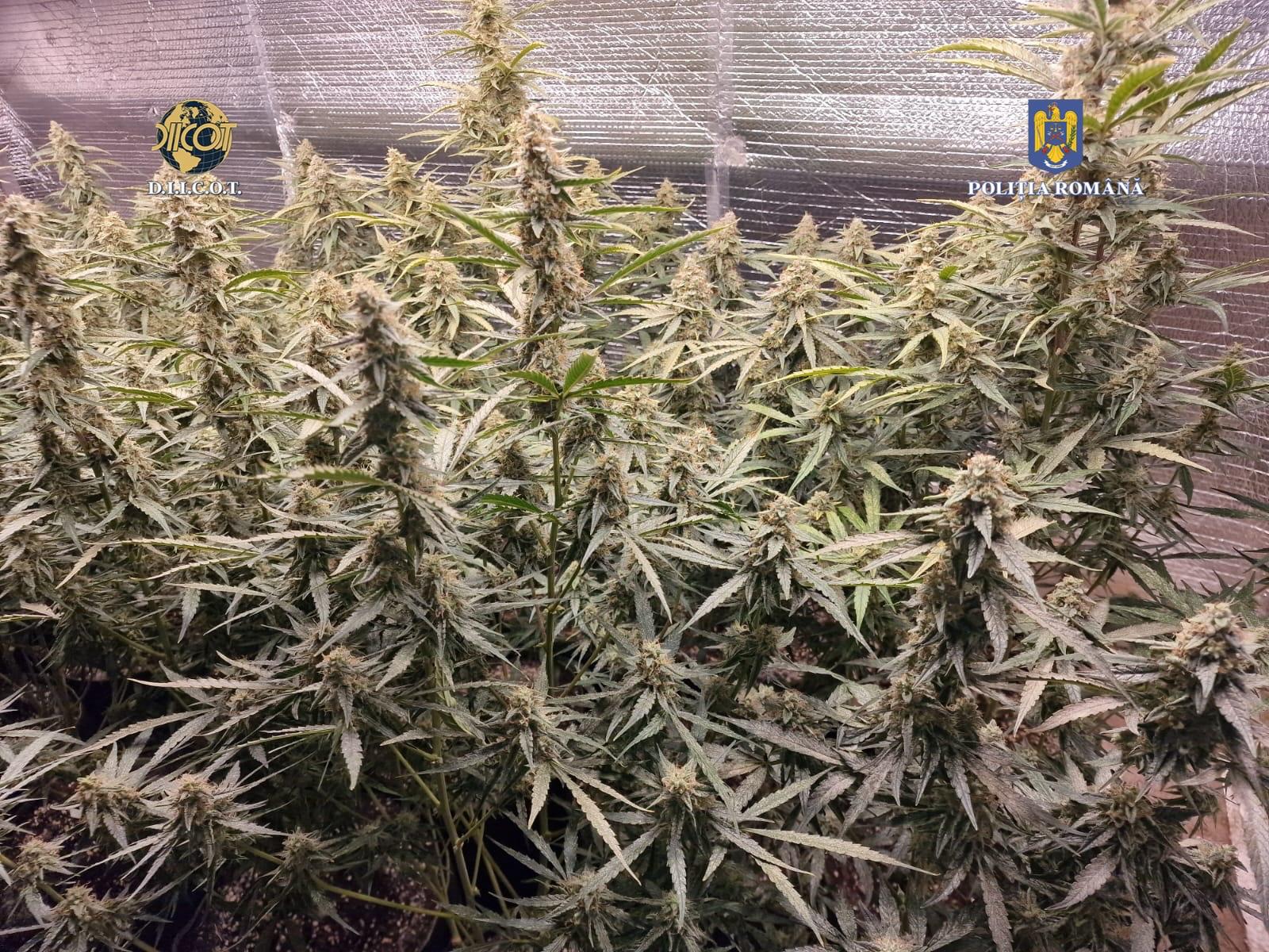Traficanți de droguri, prinși în flagrant delict, în Plopeni. Suspecții cultivau canabis în curtea casei Traficanți de droguri, prinși în flagrant delict, în Plopeni. Suspecții cultivau canabis în curtea casei