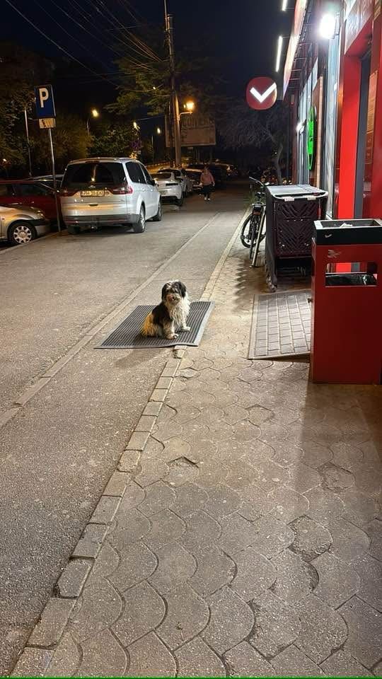 Cățeluș găsit în Ploiești