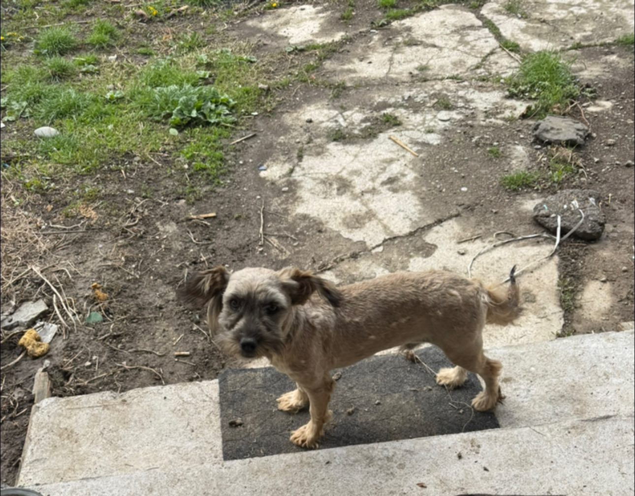 Cățeluș găsit în Puchenii Mari, Prahova