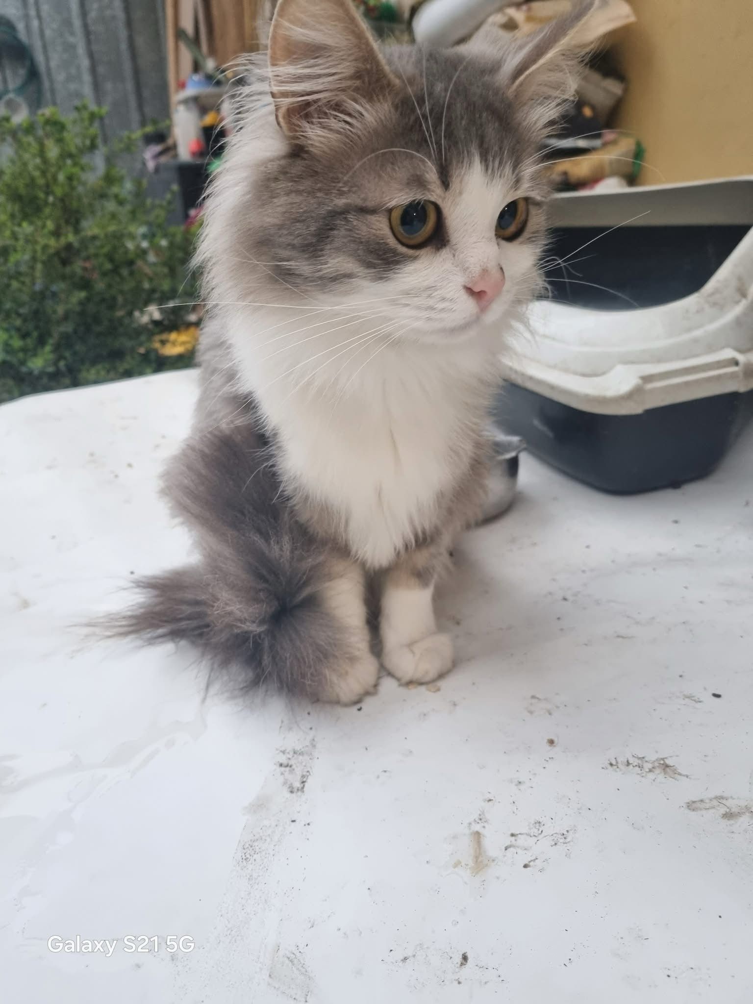 Pisicuță pierdută în Ploiești