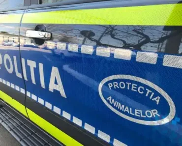 Căruțaș din Prahova amendat că a epuizat calul pentru a ieși dintr-un șanț