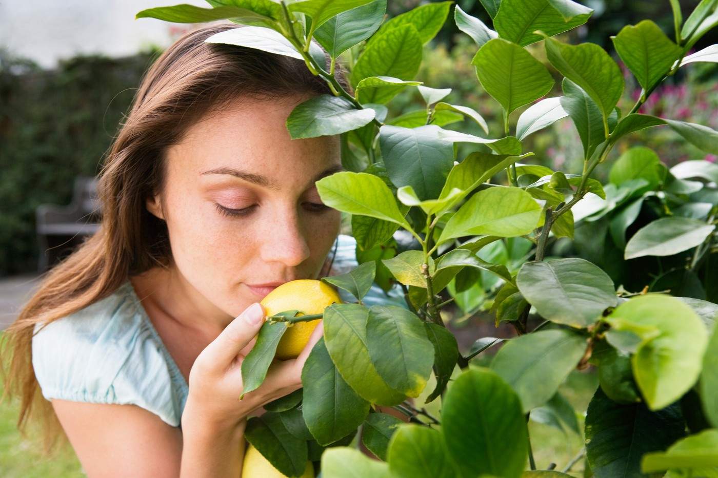 Cum să cultivi lămâi care chiar dau fructe. Sfaturi oferite de experți