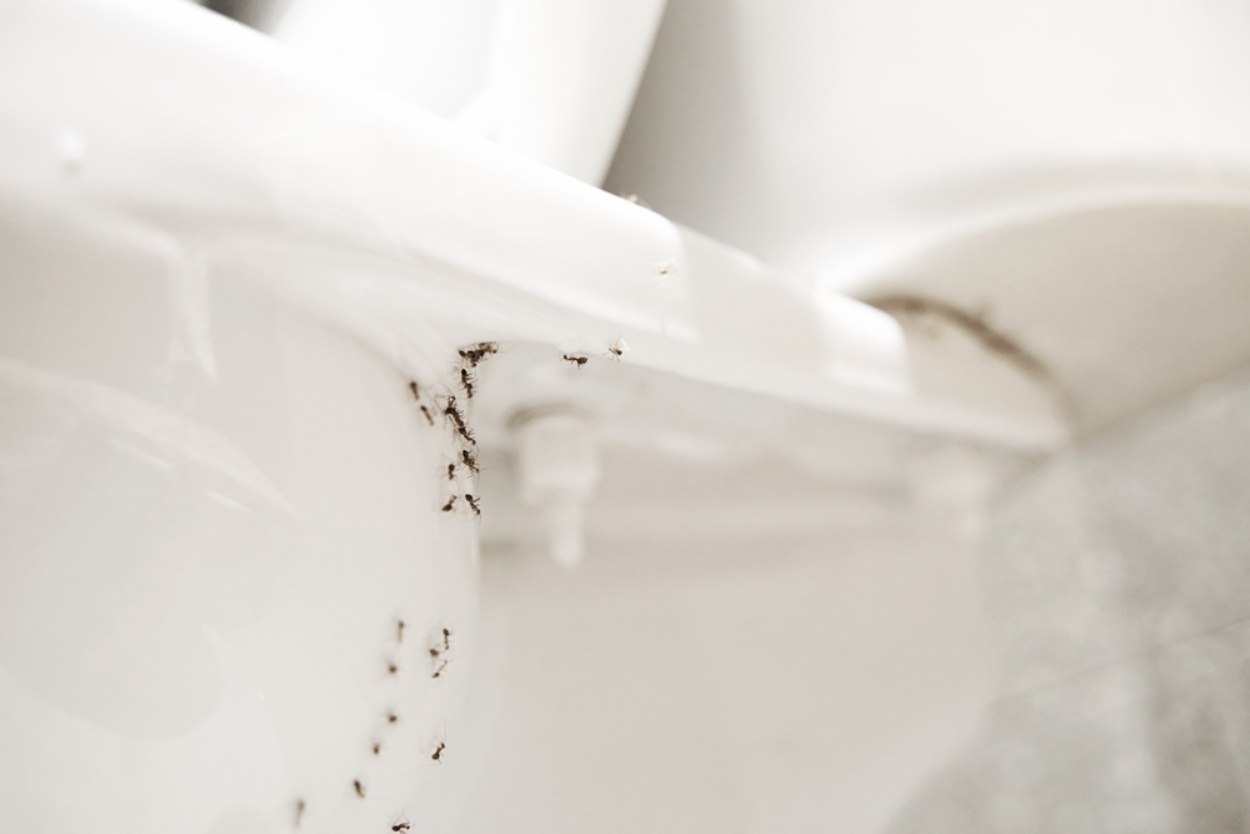 Folia de aluminiu, arma secretă împotriva insectelor. Trucul ingenios tot mai folosit în gospodării