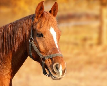 Cal furat cu tot cu căruță dintr-o curte, în Prahova. Ce s-a întâmplat cu hoții