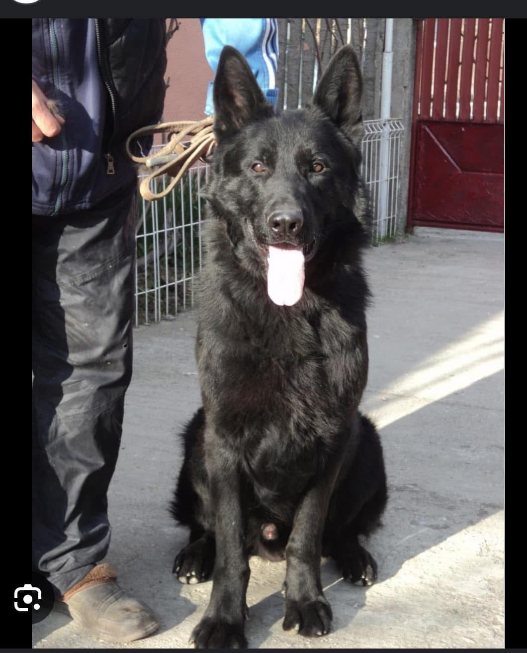 Cățelușă pierdută în Ploiești