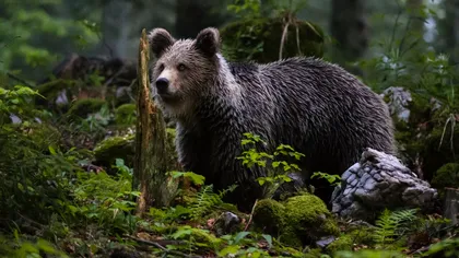 RO-Alert în Sinaia și Cornu de Jos. Doi urși au coborât din pădure și au fost văzuți plimbându-se pe străzi: Evitați zona. Rămâneți în case