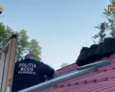 VIDEO. Culmea tupeului: Să pui canabis pe acoperișul casei. Ce au mai găsit mascații la percheziții în Bușteni