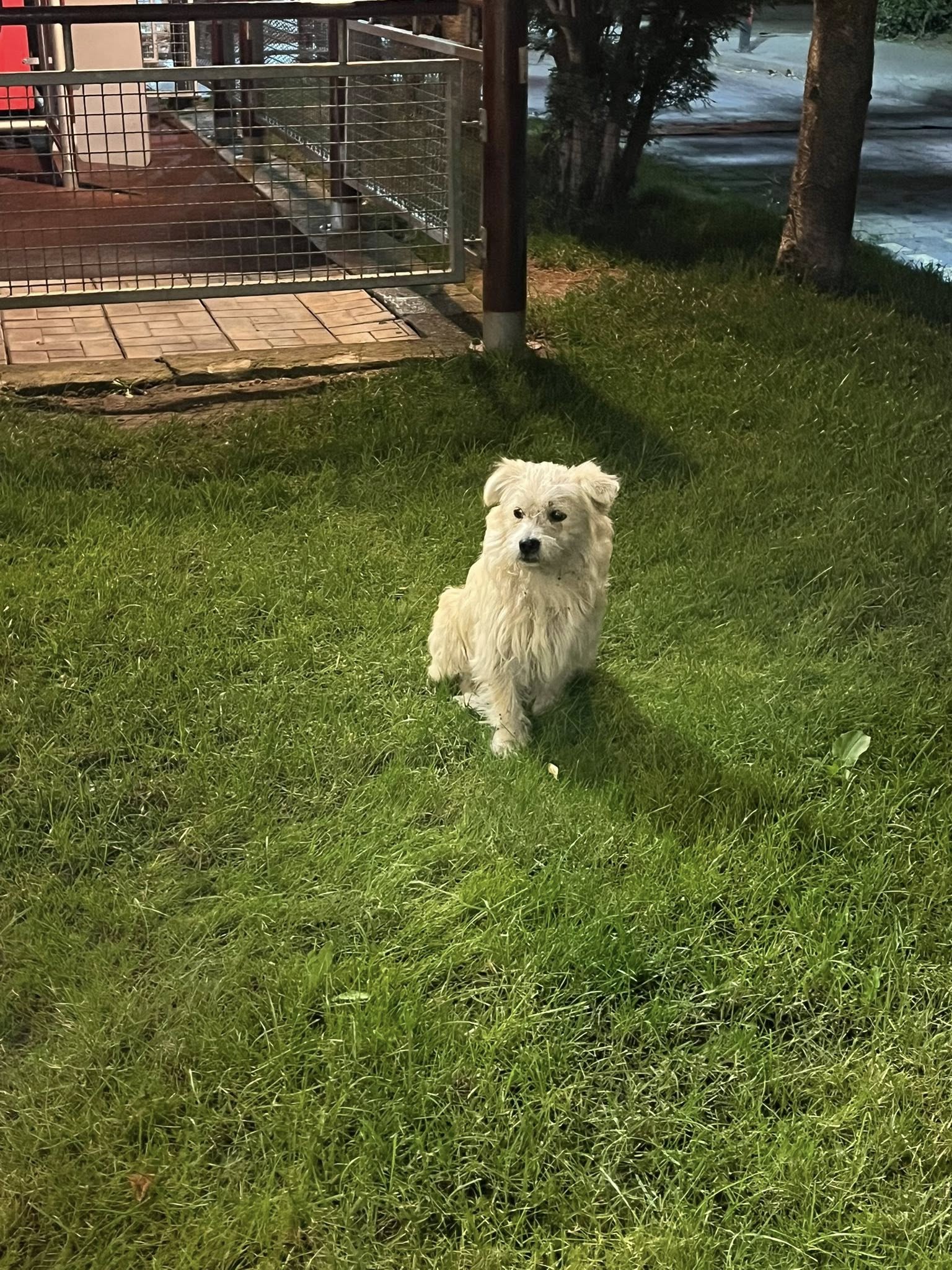 Cățeluș găsit în Ploiești