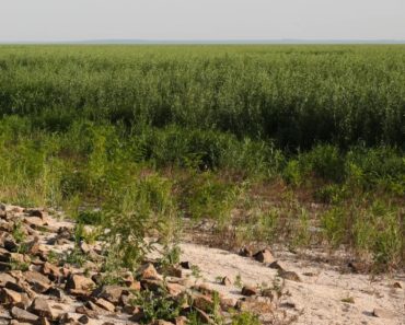 O „bombă cu ceas” sau o minune a naturii: O pădure uriașă a apărut în locul marelui lac de acumulare din Ucraina distrus de Rusia