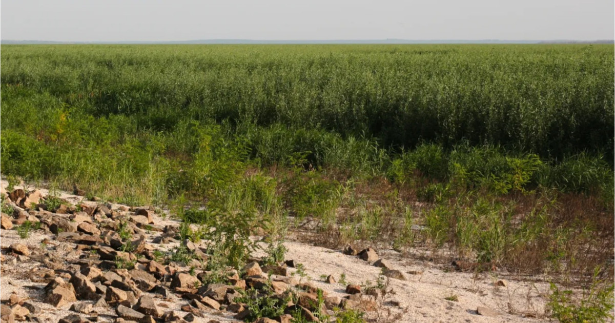 O „bombă cu ceas” sau o minune a naturii: O pădure uriașă a apărut în locul marelui lac de acumulare din Ucraina distrus de Rusia