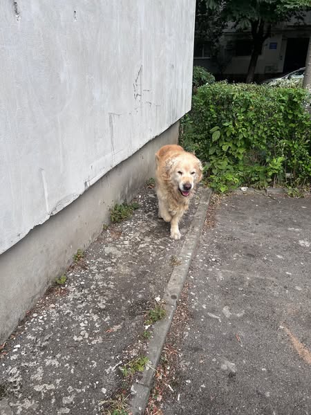 Câine găsit în Ploiești
