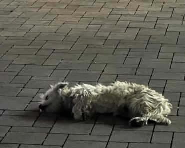 Cățeluș pierdut în Ploiești