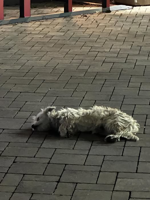 Cățeluș pierdut în Ploiești