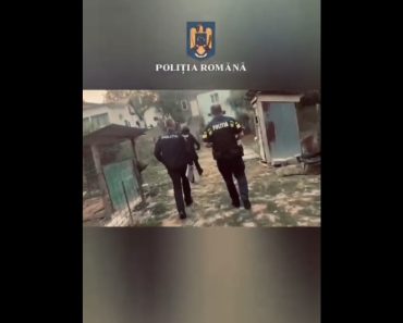 VIDEO: Percheziții la Șoimari, după o bătaie în magazin
