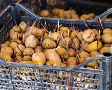 Cartofii tăi putrezesc repede? Folosește acest truc și vor rezista proaspeți până la 5 luni Cartofii tăi putrezesc repede? Folosește acest truc și vor rezista proaspeți până la 5 luni