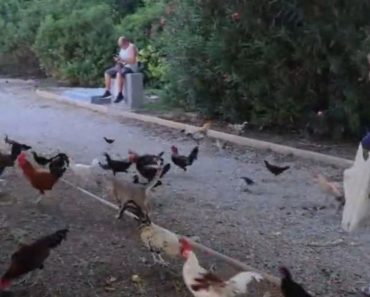 Orașul din Spania care a fost asaltat de găini. Au devenit o problemă foarte mare: „Conduci liniștit și, deodată, îți sar în față” Orașul din Spania care a fost asaltat de găini. Au devenit o problemă foarte mare: „Conduci liniștit și, deodată, îți sar în față”