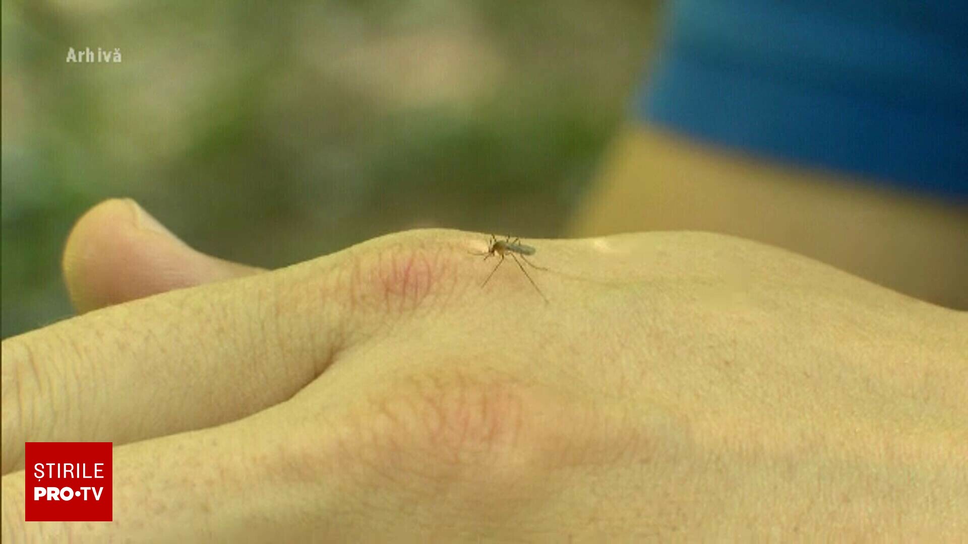 Restricții în România pentru donarea de sânge din cauza virusului West Nile. Simptomele bolii