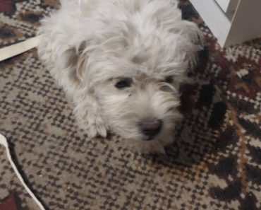 Cățeluș pierdut în comuna Lipănești, județul Prahova