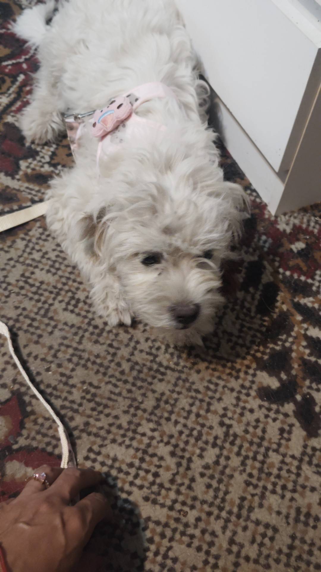 Cățeluș pierdut în comuna Lipănești, județul Prahova