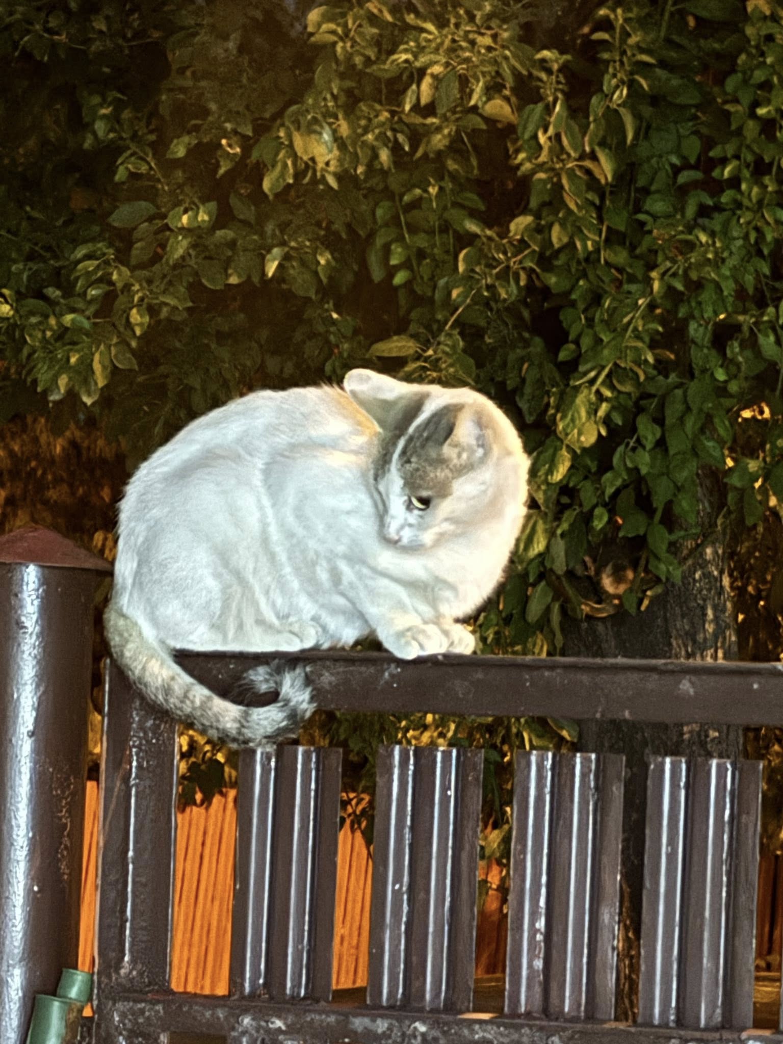 Pisică găsită în Ploiești Pisică găsită în Ploiești