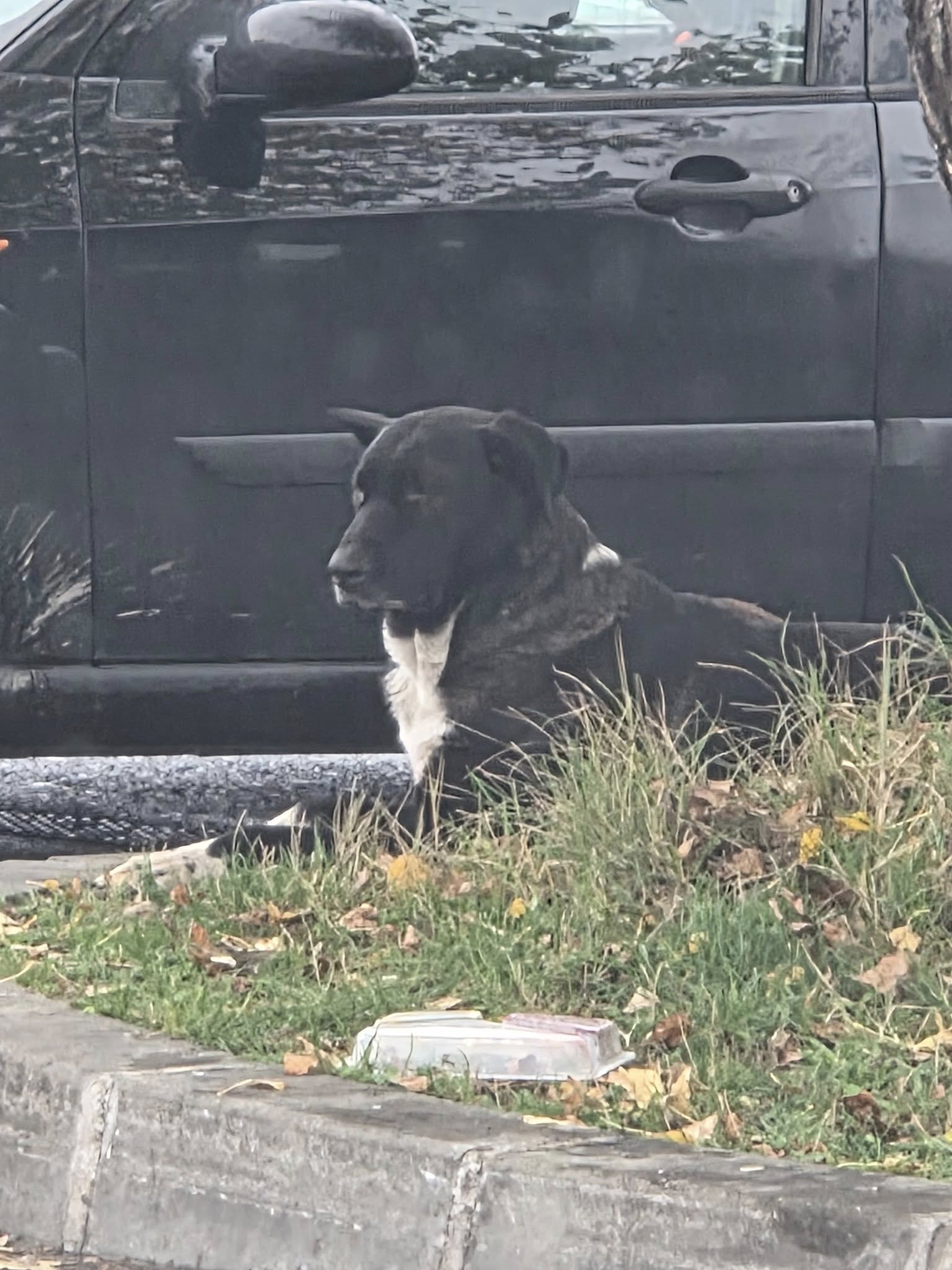 Câine găsit în Ploiești