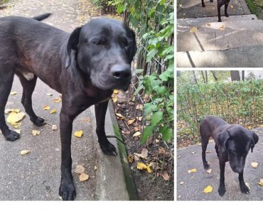 Câine pierdut în Ploiești