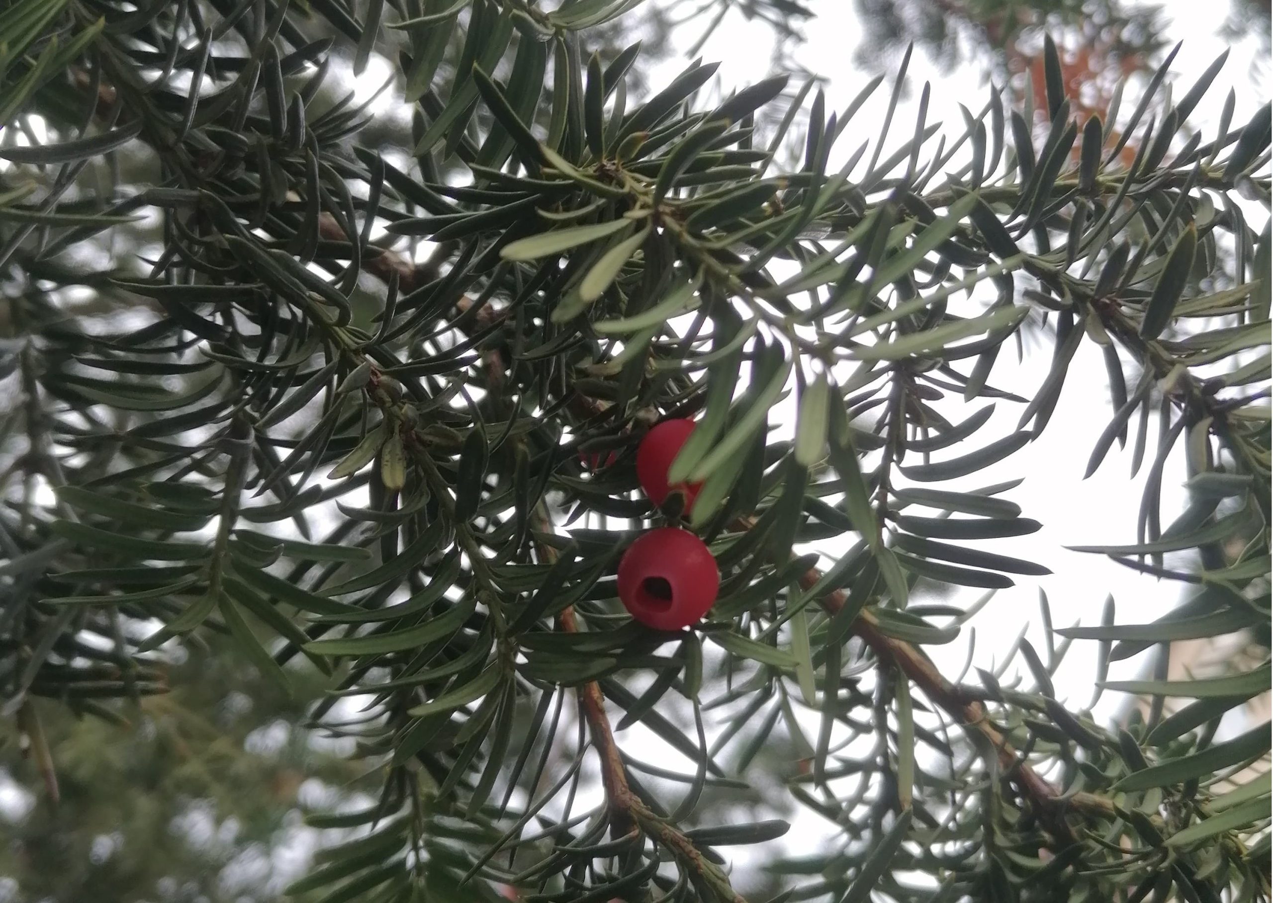 Pericol mortal pentru copii. Această plantă crește în parcuri și locuri de joacă și este extrem de toxică Pericol mortal pentru copii. Această plantă crește în parcuri și locuri de joacă și este extrem de toxică