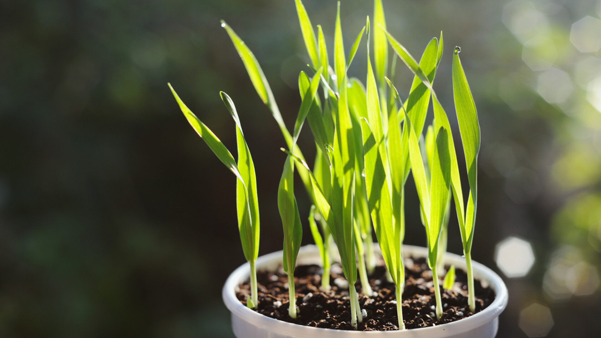 Când se pune grâul la încolțit de Sfântul Andrei. Cum trebuie pus pentru a visa cu cine te căsătorești