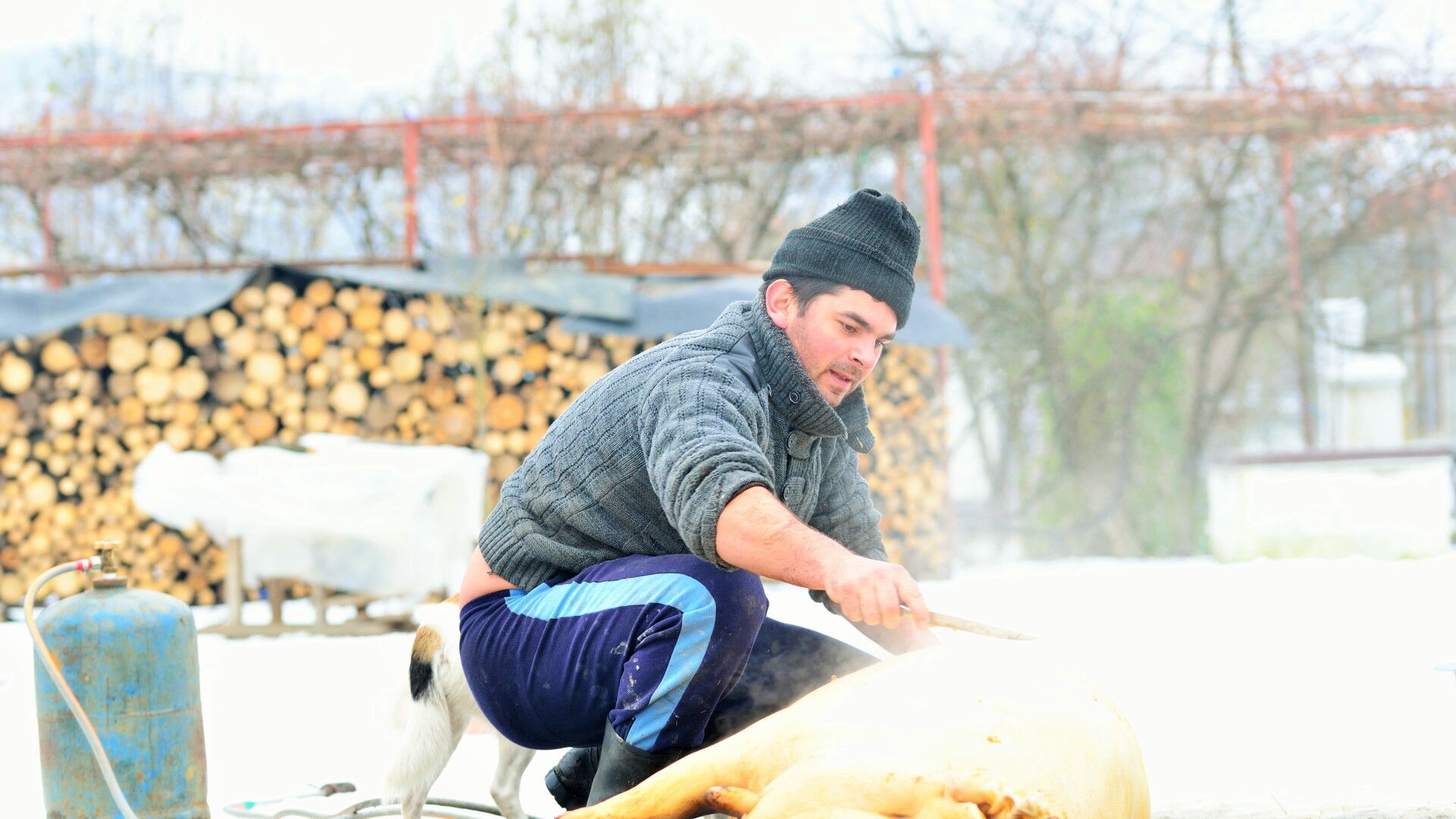 Când este Ignatul. Tradiții și obiceiuri în ziua în care sunt sacrificați porcii de Crăciun