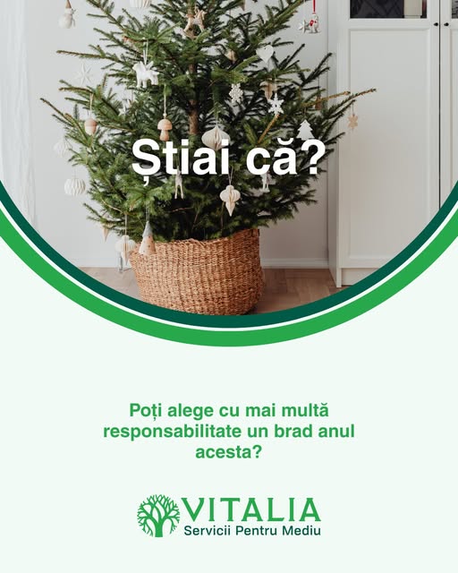 Vitalia: Dacă alegi un brad natural, cumpără-l din surse autorizate și plantează-l sau reciclează-l corect după sărbători