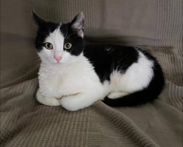 Motan pierdut în Câmpina, Prahova