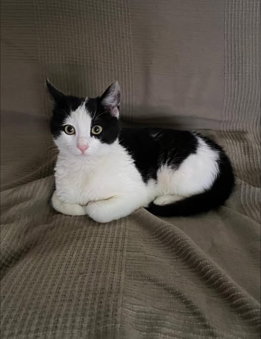 Motan pierdut în Câmpina, Prahova Motan pierdut în Câmpina, Prahova