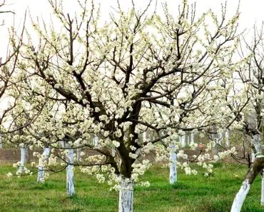 Când se văruiesc, de fapt, pomii primăvara. Mulți români nu respectă această tradiție Când se văruiesc, de fapt, pomii primăvara. Mulți români nu respectă această tradiție