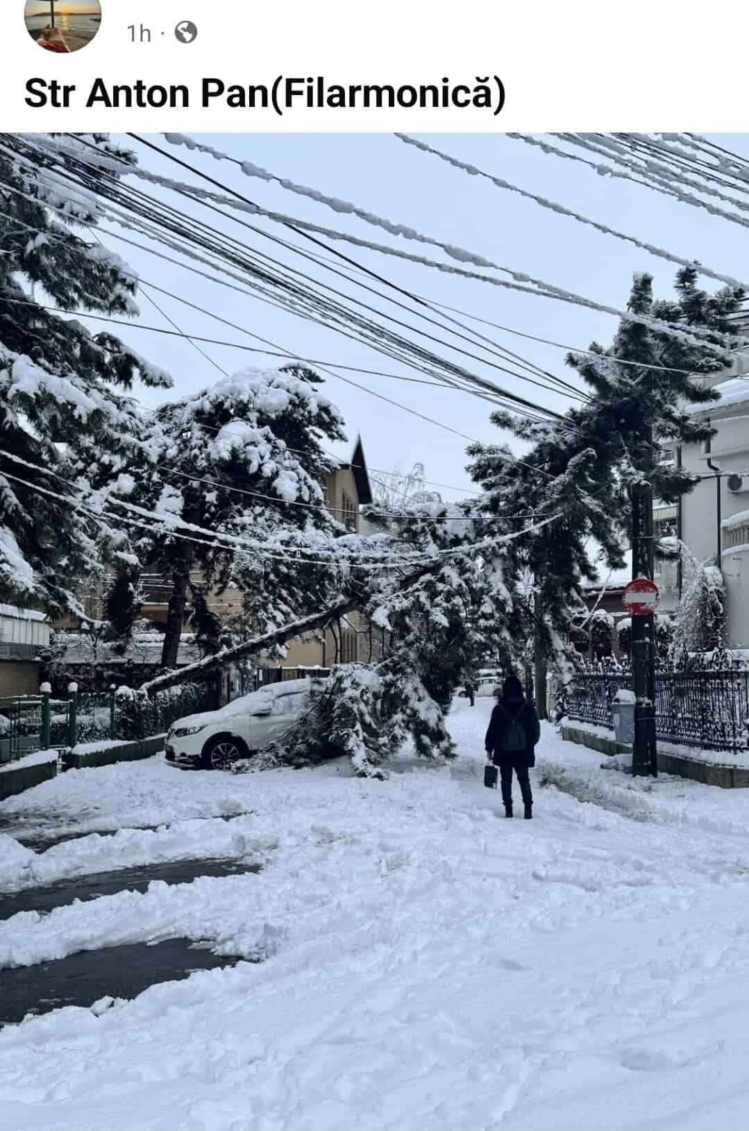 Ți-a căzut un copac pe mașină? Cum poți primi despagubiri