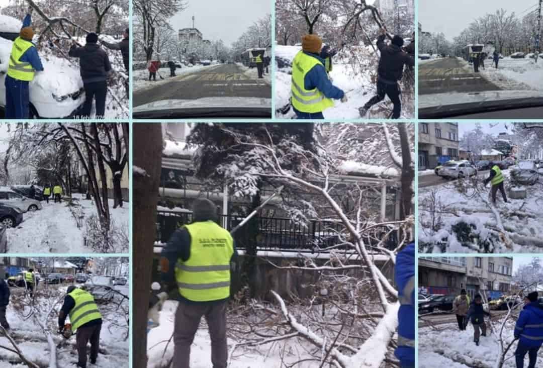 Lecție de spirit civic: O firmă privată salvează onoarea Ploieștiului și scoate zeci de muncitori în teren pentru debarasarea sutelor de arbori căzuți, GRATUIT!