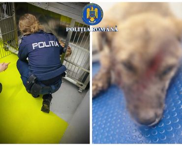 FOTO: Un prahovean care și-a lovit câinele cu un topor a fost reținut de polițiști