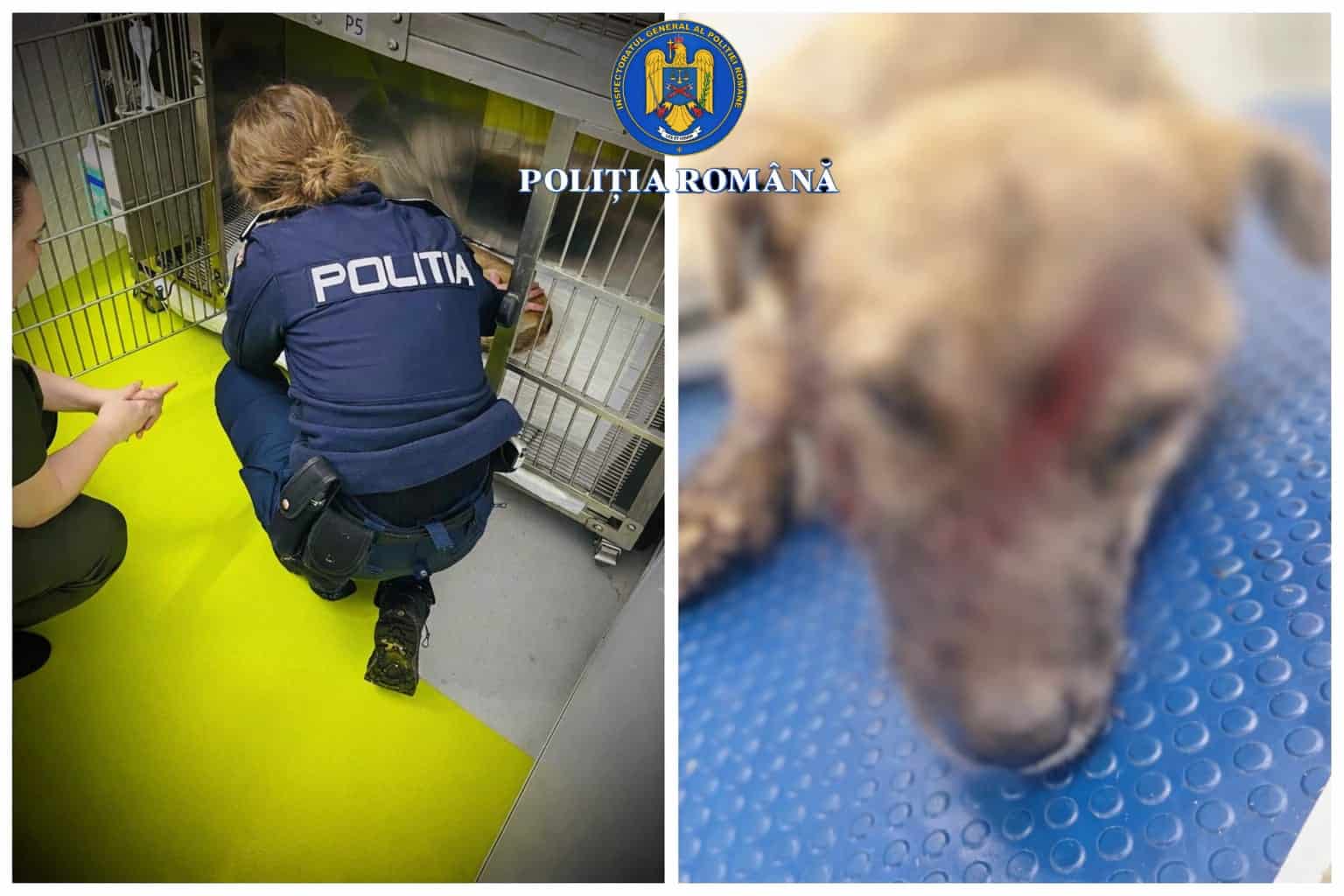FOTO: Un prahovean care și-a lovit câinele cu un topor a fost reținut de polițiști